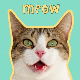 Кошка Мята: история появления, все о жизни блогера