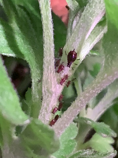 Вредители и болезни растений.