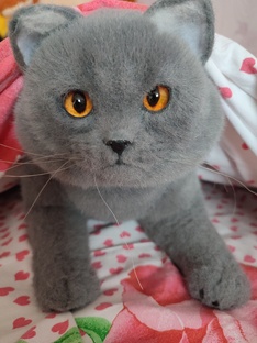 Здоровье кошки