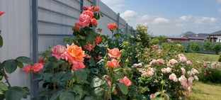 Уход за нашим садом.