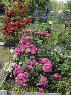 Розы по сортам. Видеоролики. Моя коллекция.