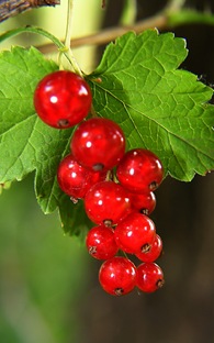 Капитоновка Настойка