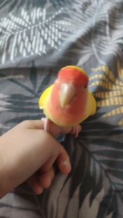 Просто птицы 