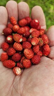 Природная аптека