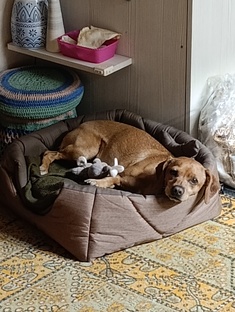 Собака на природе. И просто собака Лолка.