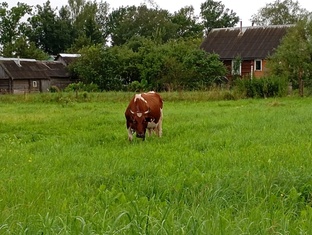 Короткие видео