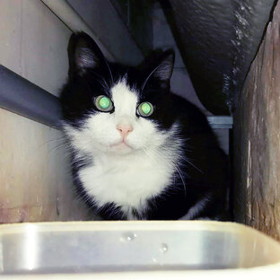 Дневник Васятки