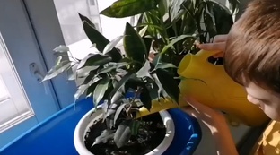 Работы с растениями