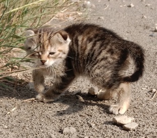 😺моя кошка рыся😸