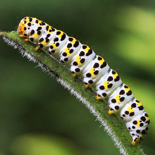 Гусеницы: маленькие чудеса с огромным потенциалом