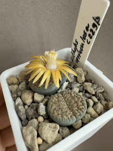 Литопсы☀️