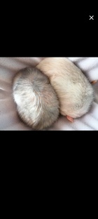 Крыски Буся и Пуся❤️❤️❤️