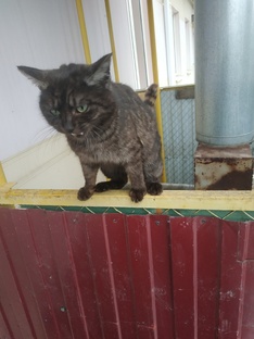 Полосатос и Компания