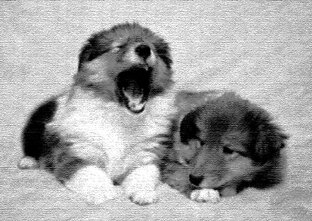 Коллидети. Всякое-разное о щенках