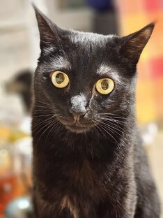 ASMR с Мышью🐈