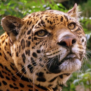 Ягуар: тайны самого сильного хищника Америки