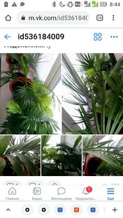 Комнатные растения, пальмы.