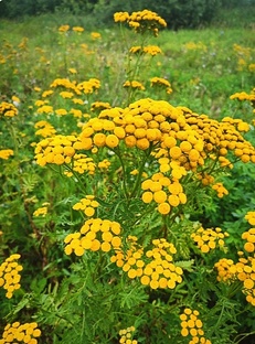 ТРАВЫ СВОЙСТВА В МАГИИ