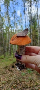 PRO-грибы 🍄