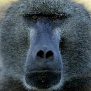 Павианы: обезьяны с характером и интеллектом хищника