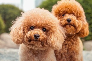 Породы собак