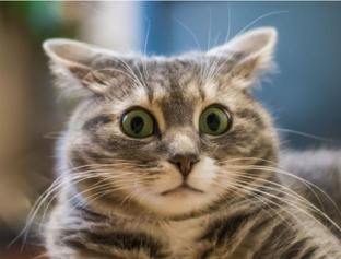 Программы на каждый день: проверенные инструменты для работы и жизни