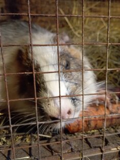 Неля и Чуба