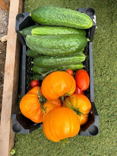 Всё о теплице и огороде