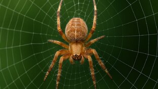 Пауки да рассуждения