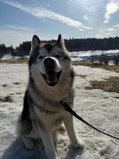 Истории опеки