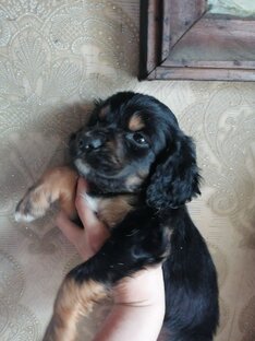 В мире животных Извольских 