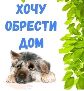 Щенки ищут дом