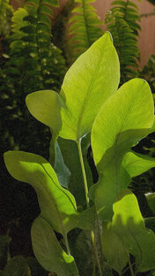 ПАПОРОТНИКИ