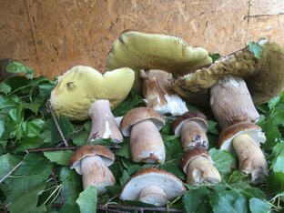 ОЙ ГРИБЫ, ГРИБЫ, ГРИБОЧКИ...