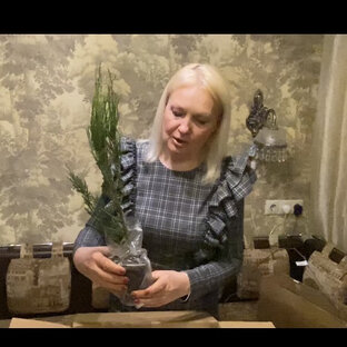 Растения на дачу в деревню 