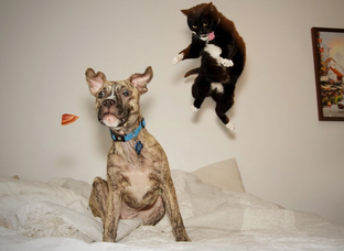 Коты + собаки=дружба