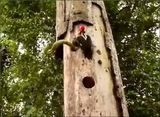 Как живут птицы в дикой природе 