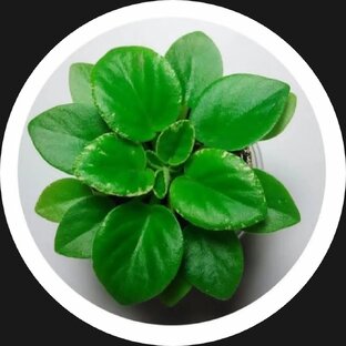 Обзор сортов