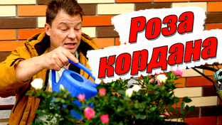 Розы Кордана
