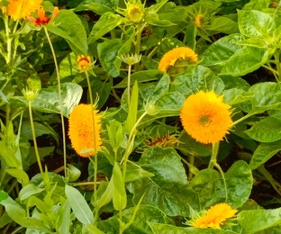 Сад, огород, цветы