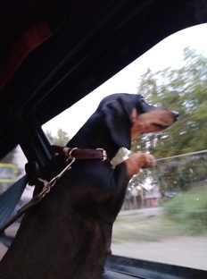 Личная жизнь такс