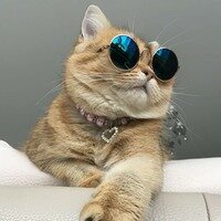 Смешные Коты