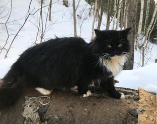 Одинокий кот