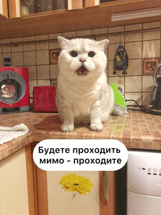 Книга “Бенедикт Питерский»