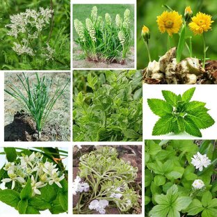 Лекартственные растения