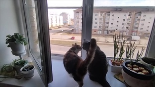 Любимые хвостики
