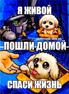 Пиар Хвостов в ЯЖивом 