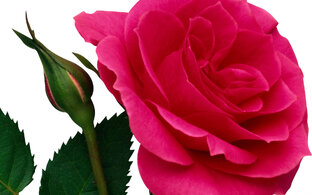 Мир духовной музыки для сердца