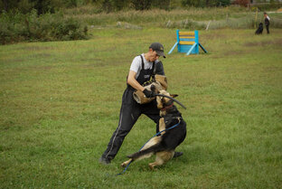 Обучение восточно европейских овчарок питомника ФлАгман РАдости 