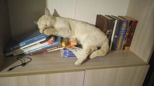 Истории из жизни